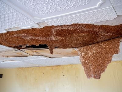 Professional water damage restoration near me services in Omaha